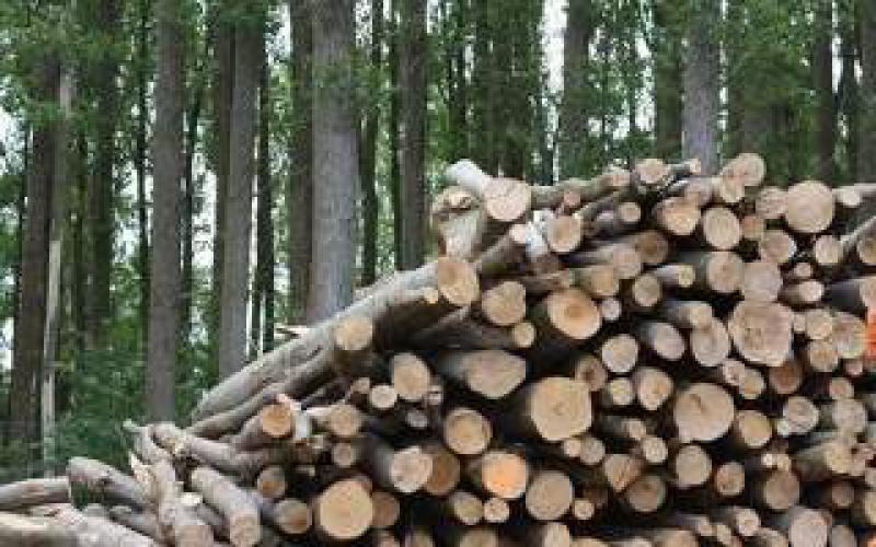 可再生能源研究所發(fā)布“日本生物能源戰(zhàn)略重組”：FIT計(jì)劃審查建議