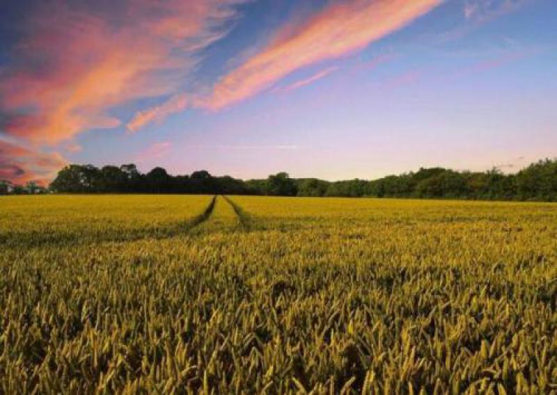 IEA：生物能源引領(lǐng)可再生能源消費(fèi)增長(zhǎng)至2023