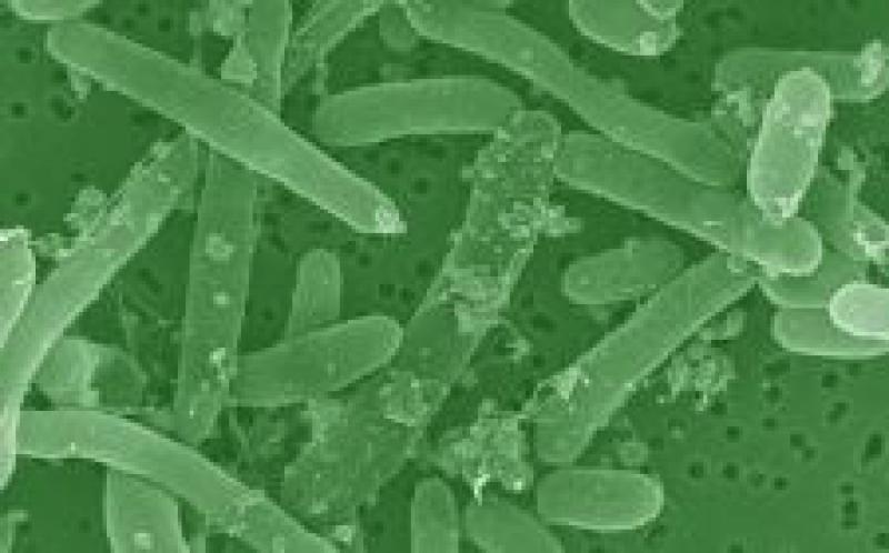 澳大利亞研究人員致力于將生物質轉化為氫